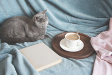 Hygge And Cozy Concept. British Cute Cat Resting On Cozy Blue Pled Couch In Home Interior Of Living Room. Breakfast At Home. Cup Of Coffee On A Serving Tray.