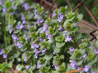 Wall Mural - Glechoma hederacea syn.  Nepeta glechoma, Nepeta hederacea - ground-ivy, gill-over-the-ground, creeping charlie, alehoof, tunhoof, catsfoot, field balm, and run-away-robin