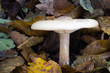 Melanoleuca grammopodia eating mushroom, photo Czech Republic, Europe