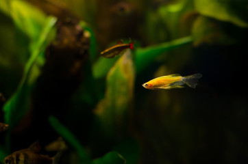 Poster - Danio fish in aquarium.