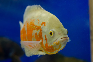 Canvas Print - Astronotus albino in aquarium.