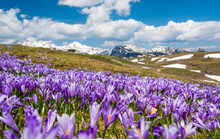 Majestic View Of Blooming Spring Crocuses In Mountains.