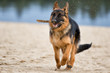 shepherd dog runs on the beach