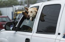 Two Dogs Stick Their Heads Out Car Window
