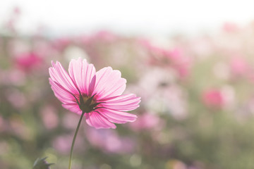 Wall Mural - Beautiful purple cosmos flower in garden with sunlight and blue sky