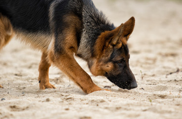 Shepherd dog sniffing a trail