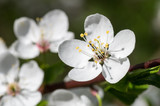 Willd Plum flowers