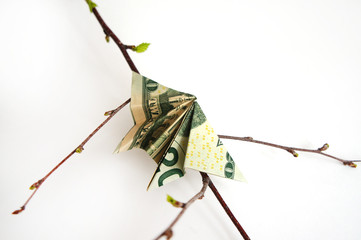 dollar rolled up in an insect on a branch with green buds, close-up