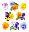 Pansy flowers and viola tricolor set