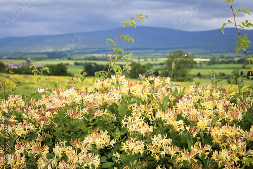 Fotografía Honeysuckle / A hedgerow of European Honeysuckle, Lonicera periclymenum, in Westmoreland, England