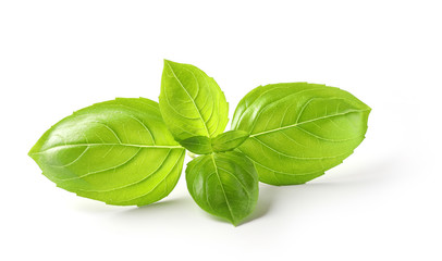 Wall Mural - fresh green basil leaves