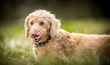 © SAJ - Golden Labradoodle in the sunshine