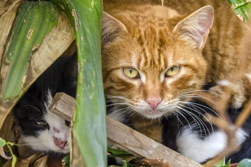 Pair of lovely cats hiding, ready to attack to my camera lens