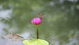 Fototapeta Tulipany - Pink Waterlily with red dragonfly 