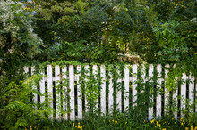 Background Of White Picket Fence Overgrown By Summer Flowers And Vines 