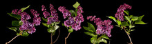 Brightly Glowing Purple, Violet Lilac Blossom Flowers Isolated On Black, Can Be Used As Background