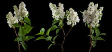 Brightly Glowing White Lilac Blossom Flowers Isolated On Black, Can Be Used As Background