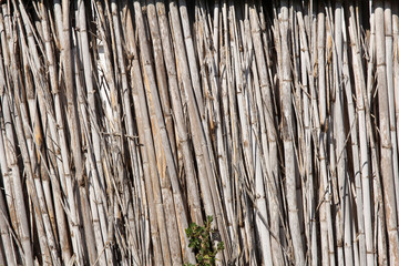 Wall Mural - dry reed fence texture