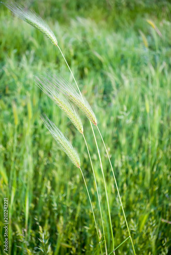Spighe Di Grano Nel Prato Buy This Stock Photo And Explore Similar Images At Adobe Stock Adobe Stock