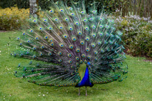 Proud Peacock Is Presenting Its Magnificent Tail