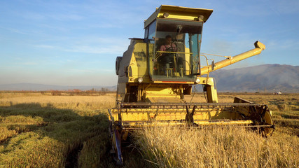 Modern combine harvesting rice on the field. Agriculture cinematic scene