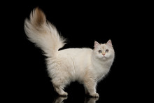 British Cat, Color-point Fur, Standing With Furry Tail And Looking In Camera On Isolated Black Background