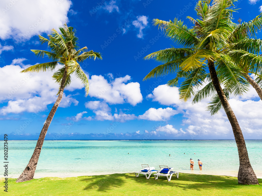 ヤシの木 【公式通販】