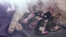 Cat And Kittens. Cat Feeds Newborn Kittens. The Cat Gives Birth Parturition To Kittens. Kitten Playing Sleeps. Suck Indoors Tit Blonde Lovely Kittens Lifestyle Concept