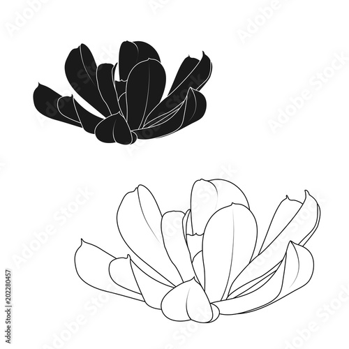 Echeveria Runyonii Sedum Succulent Stone Rose Rosette Flower
