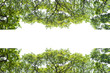 © yortzafoto - beautiful tree and leaf texture bachground on white and a free space