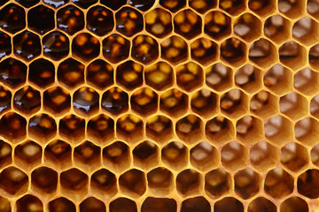 Wall Mural - Bee honeycombs texture