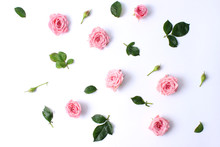 Roses Chaotically Spread Out On A White Background With A Shadow. A Beautiful Composition For The Design In The Style Of Minimalism. Top. 