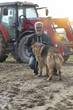 © goodluz - Farmer petting dog outside the barn, tractor in background
