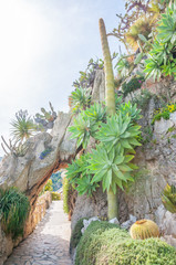 stone arch and cactus in botanical garden