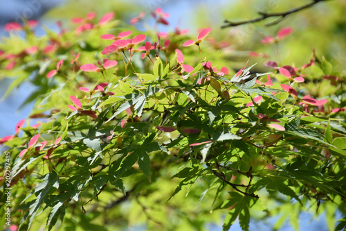 Fotografie, Obraz young leaves and seeds of Japanese maple / イロハモミジの新芽と種(広角寄り