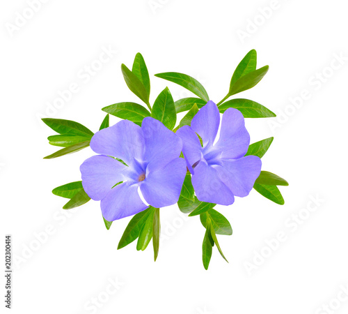 Cuadros en Lienzo Vinca or periwinkle. Isolated on white background