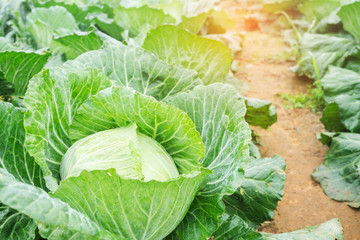 Fresh cabbage in harvest field. Cabbage are growing in garden.