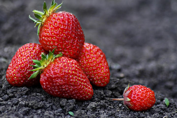 Strawberry closeup closeup Strawberry on a black background on earth