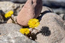 Butterbur Flowers In Spring Sunshine Growing Between Rocks