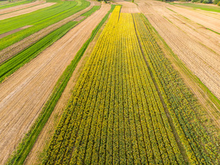 Wall Mural - Narcissus fields, aerial view from drone