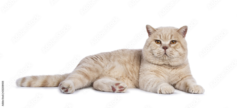 Impressive creme adult male British Shorthair cat laying down side ways isolated on white background looking straight in camera - obrazy, fototapety, plakaty 
