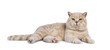 Impressive creme adult male British Shorthair cat laying down side ways isolated on white background looking straight in camera