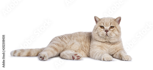 Impressive Creme Adult Male British Shorthair Cat Laying Down Side