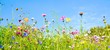 Leinwandbild Motiv Blumenwiese - Hintergrund Panorama -  Wildblumen Wiese