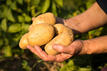 Harvesting Potatoes. Fresh Yellow Potatoes On Hands Of Elderly Woman On Sunny Potato Field Summer.