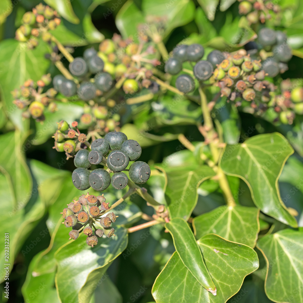 Efeu, Hedera helix, Frchte, Beeren Stock Photo | Adobe Stock
