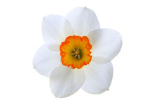 Close-up White Daffodil Flower With Orange Center Isolated On White Background
