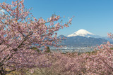 Fototapeta Boho - Kawazu Sakara and Mountain Fuji in spring season
