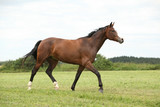 Fototapeta Konie - Beautiful brown horse running in freedom