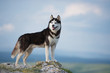 Black and white Siberian husky standing on a mountain in the background of mountains and forests. Dog on the background of a natural landscape. Blue eyes.